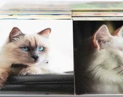 Remember - Remember Memory Spel Cats -kaartspellen Verkoopwinkel 550x196