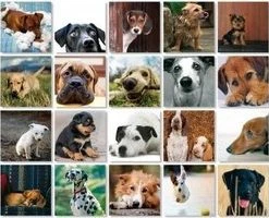 Remember - Remember Memory Spel Dogs -kaartspellen Verkoopwinkel 550x200 2