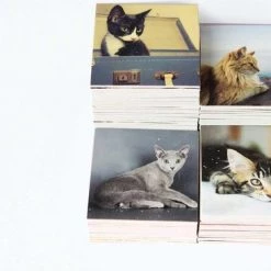 Remember - Remember Memory Spel Cats -kaartspellen Verkoopwinkel 550x366 87