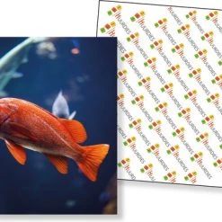 Huurdies Cadeautip! Vissen Memory - Vissen- Memory Spel - 70 Stuks - Schoencadeautjes Sinterklaas -kaartspellen Verkoopwinkel 550x383 5