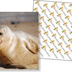 Huurdies Cadeautip! Oceaan Memory - Oceaan - Memory Spel - 70 Stuks - Schoencadeautjes Sinterklaas 9 Huurdies Cadeautip! Oceaan Memory - Oceaan - Memory Spel - 70 Stuks - Schoencadeautjes Sinterklaas -kaartspellen Verkoopwinkel 550x386