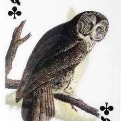 Kikkerland 3D Speelkaarten - Vogels - Kaartspel - Pokerformaat - Vogelplaatjes - Gezelschapsspel - Geschikt Voor Poker, Patience, Bridge, Blackjack, Pesten -kaartspellen Verkoopwinkel 550x769 3